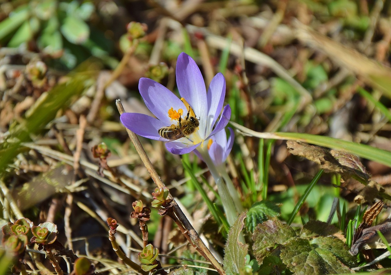 crocus bee korkus bee free photo