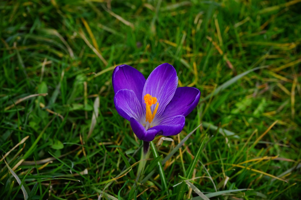 crocus flower blossom free photo