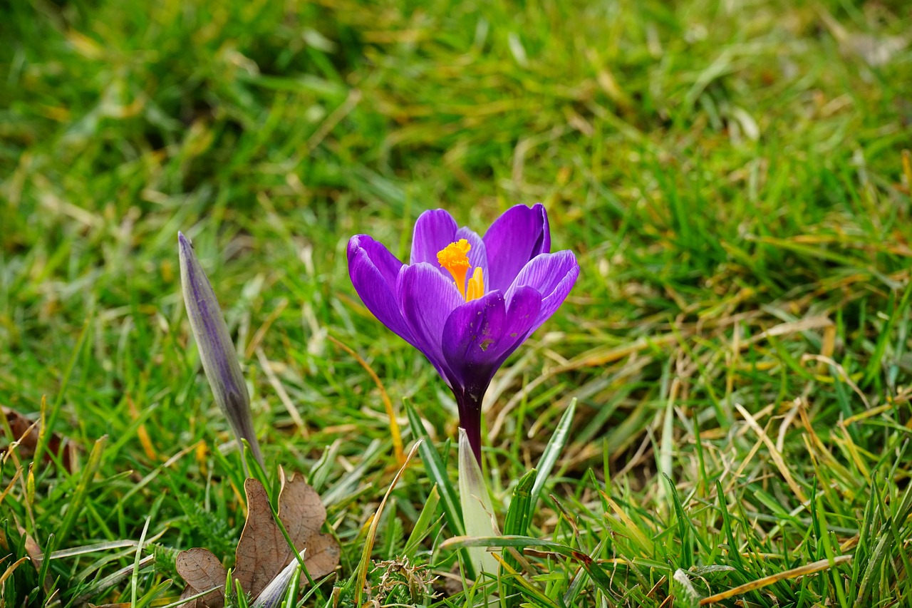 crocus flower blossom free photo