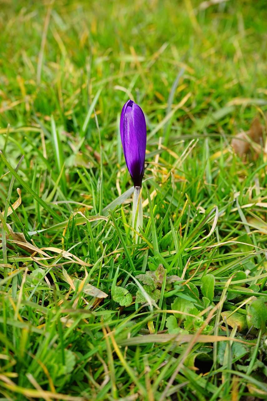 crocus closed flower free photo