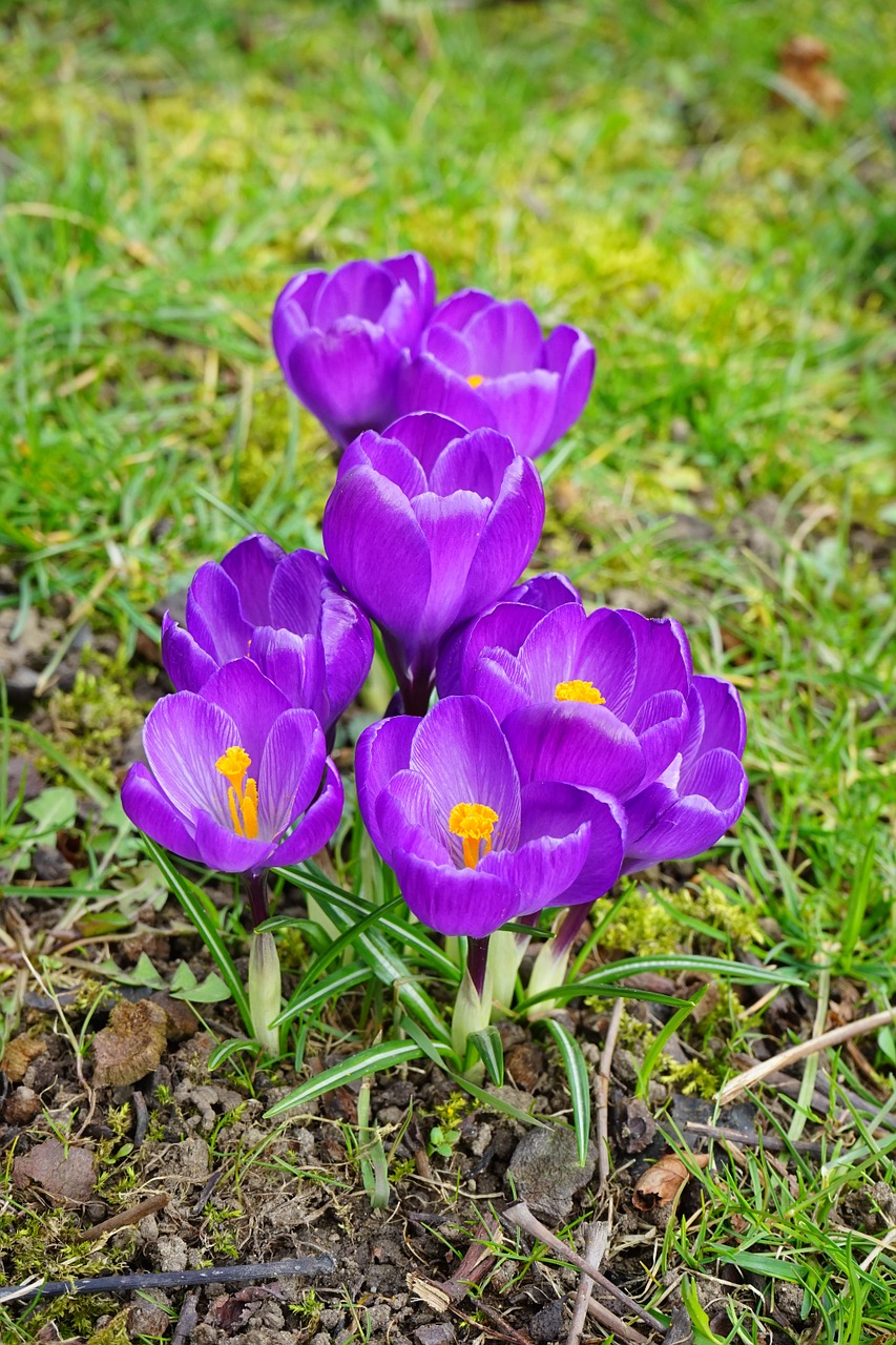 crocus flowers purple free photo