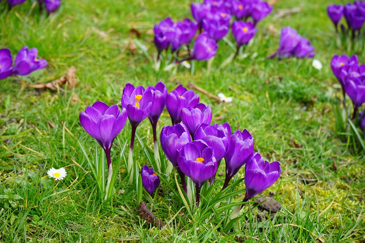 crocus flowers purple free photo