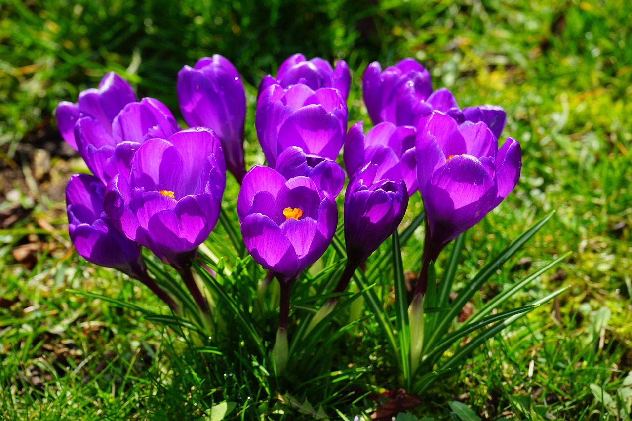 crocus flowers purple free photo