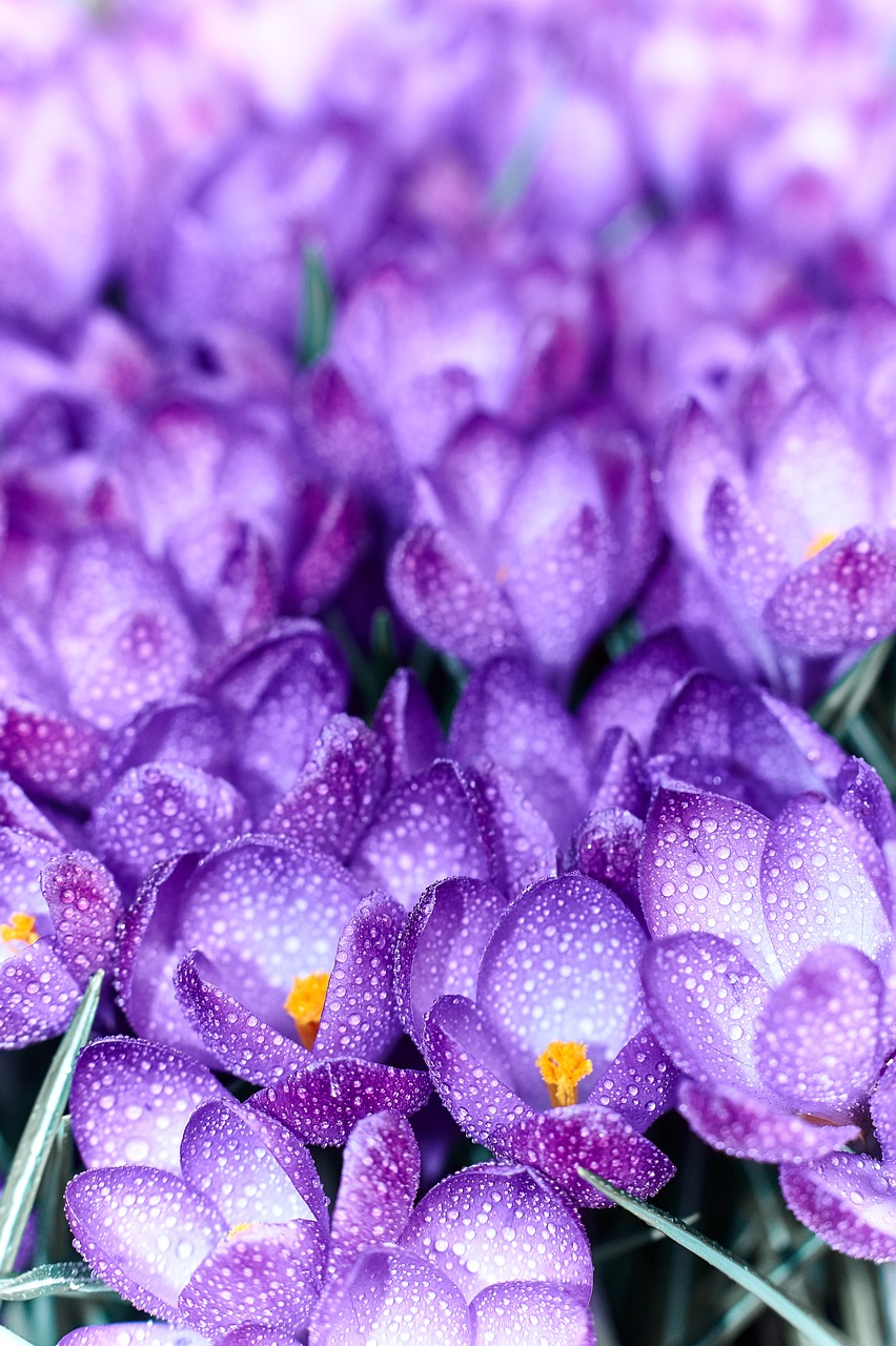 crocus flower blossom free photo