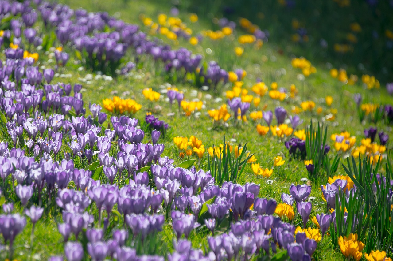 crocus spring blossom free photo