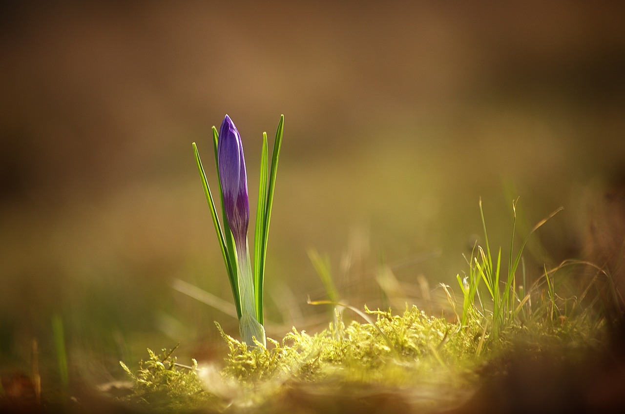 crocus spring early bloomer free photo