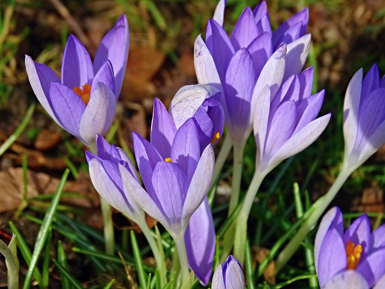 crocus spring lenz free photo