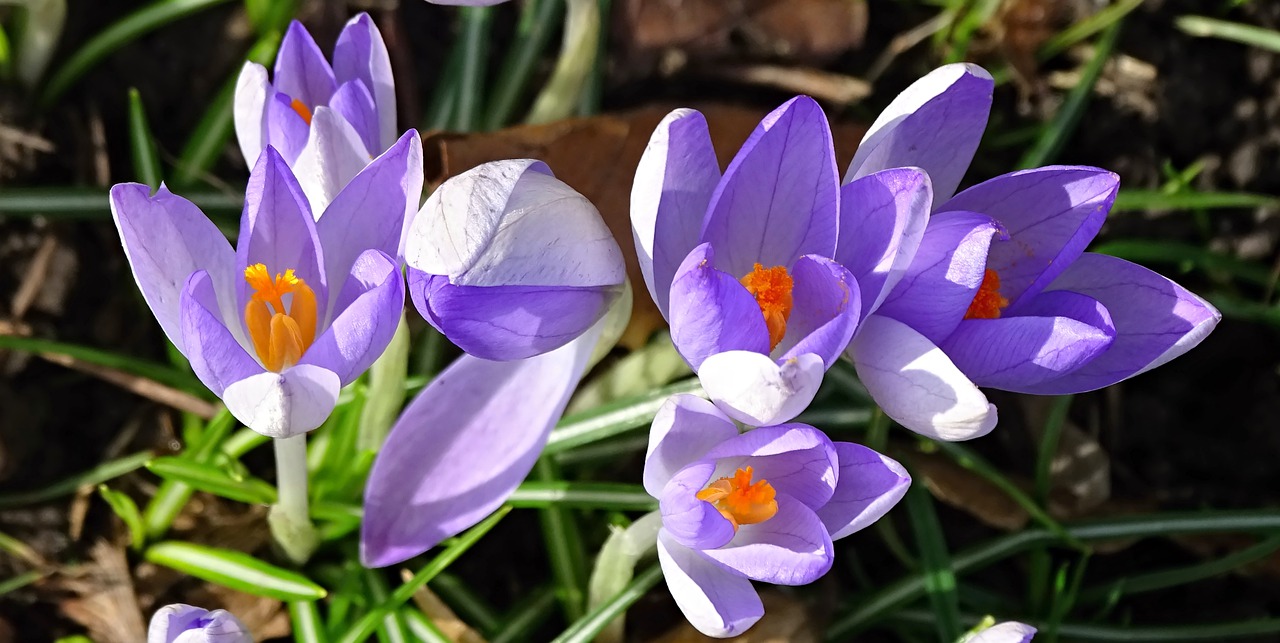 crocus spring lenz free photo