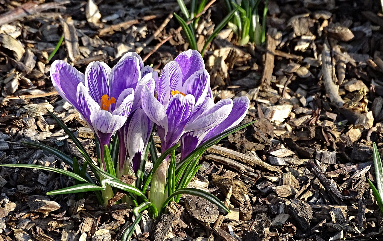 crocus spring lenz free photo