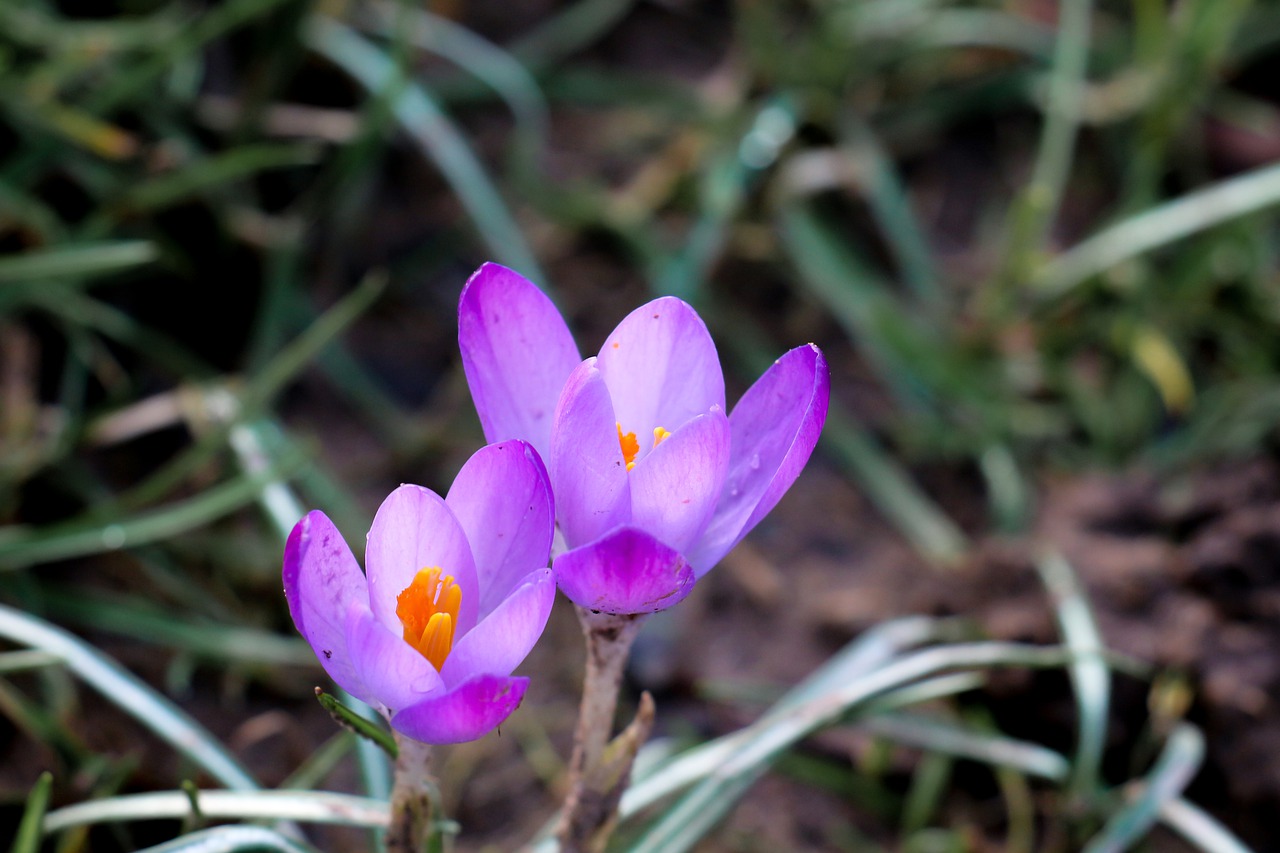 crocus purple spring free photo