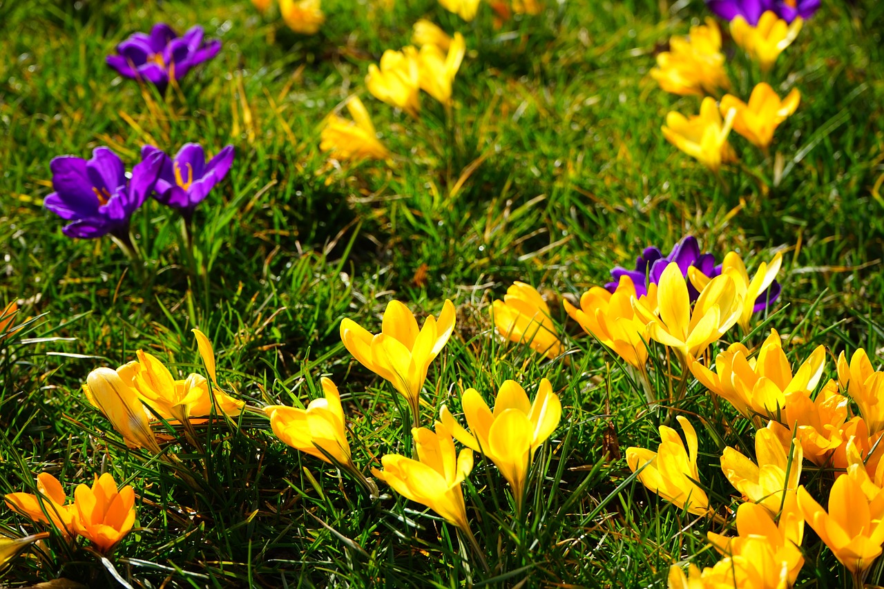 crocus yellow violet free photo