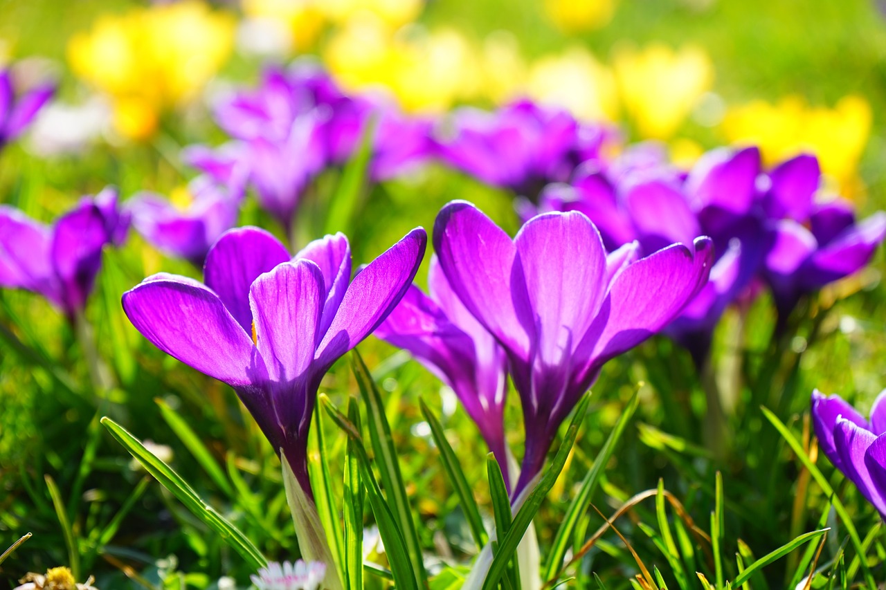 crocus flower spring free photo