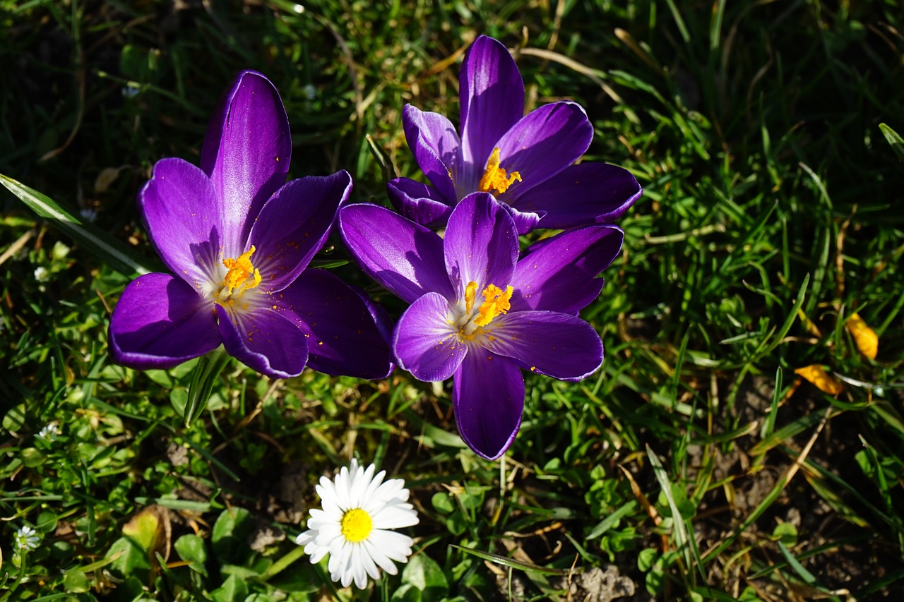 crocus violet flower free photo