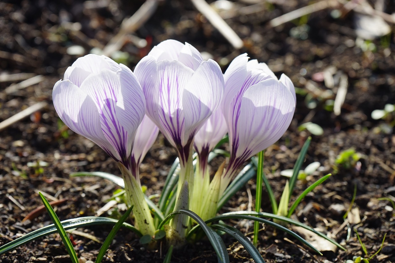 crocus violet white free photo