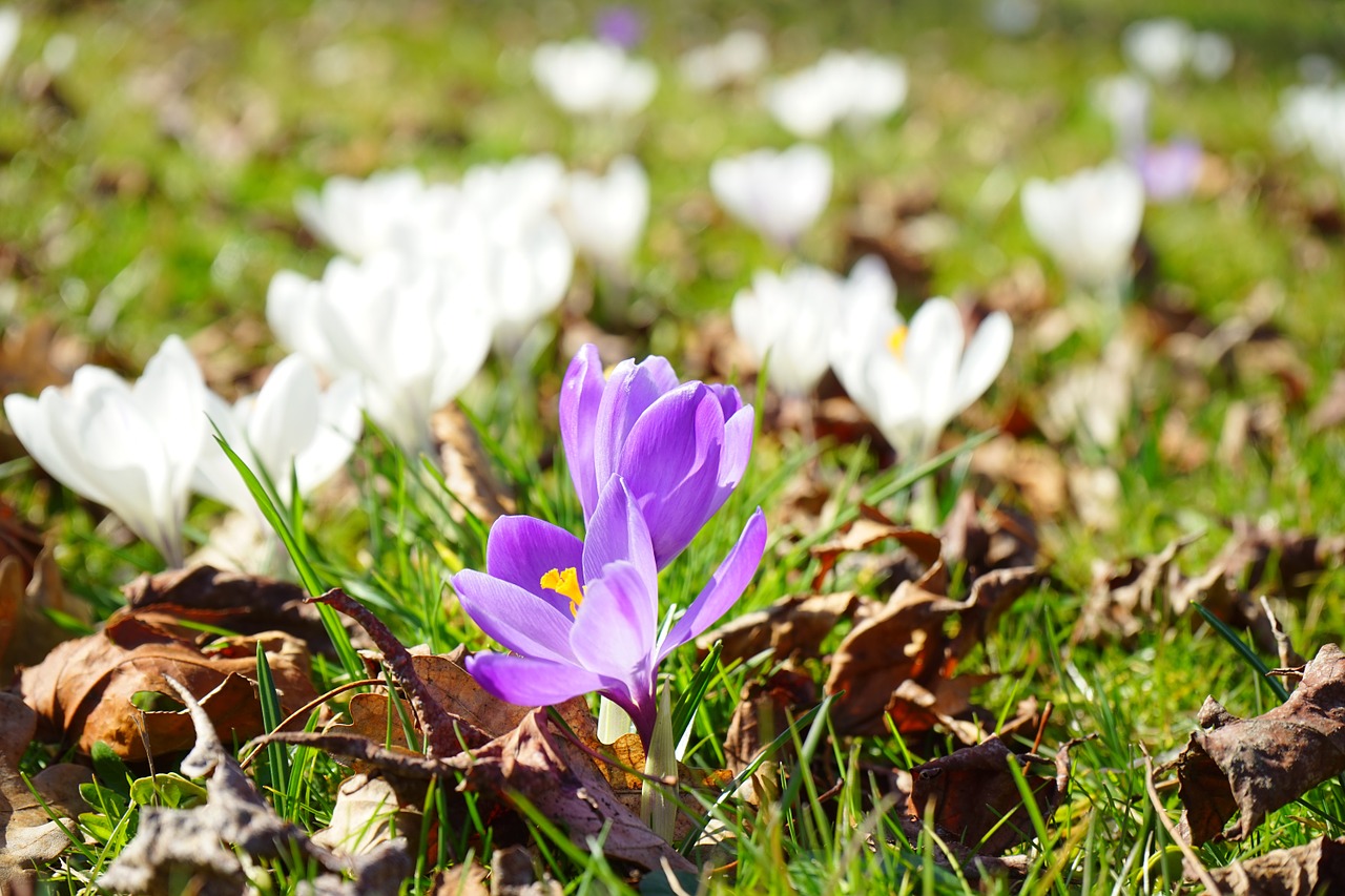 crocus flower spring free photo