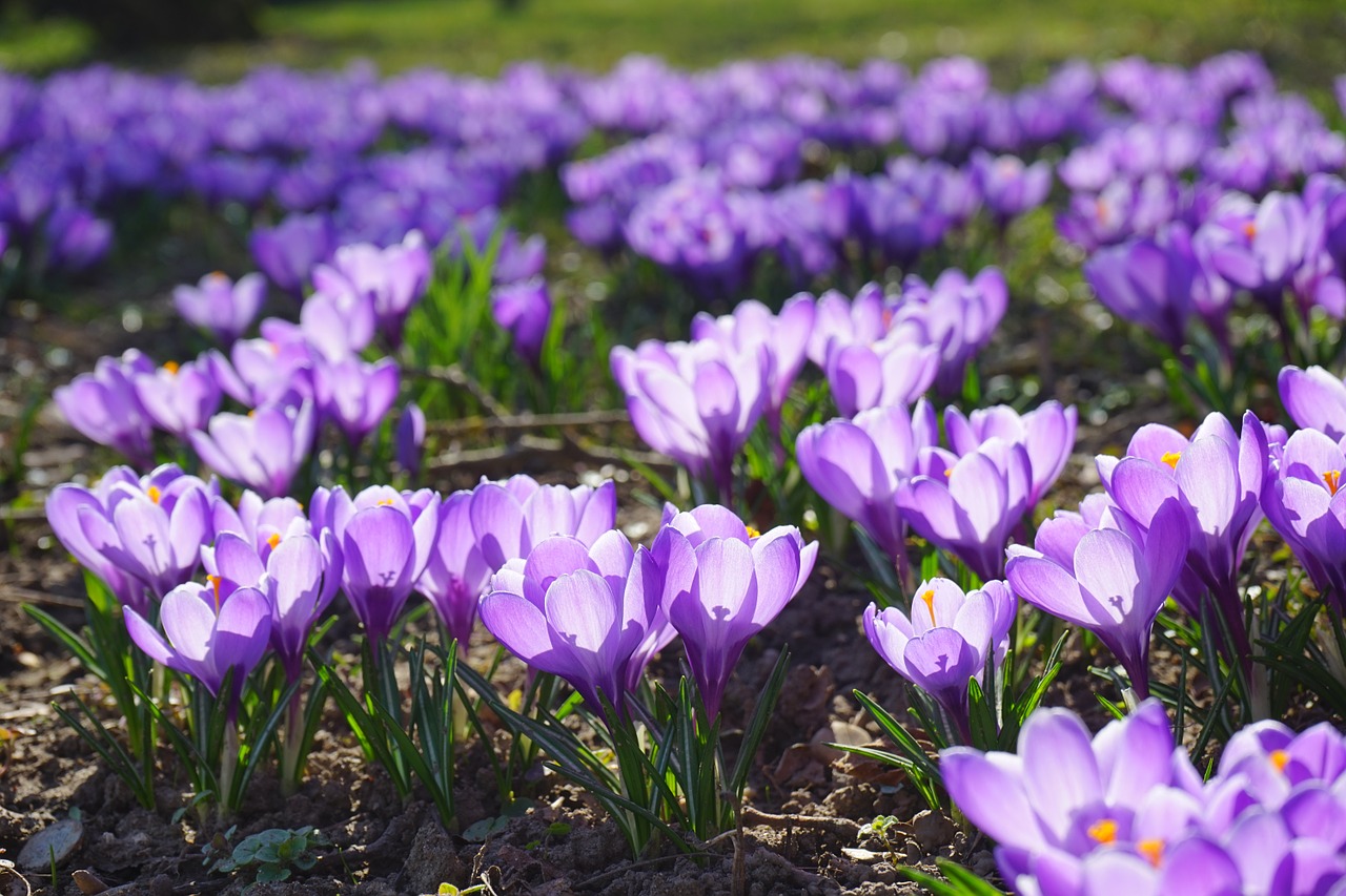 crocus flowers plant free photo