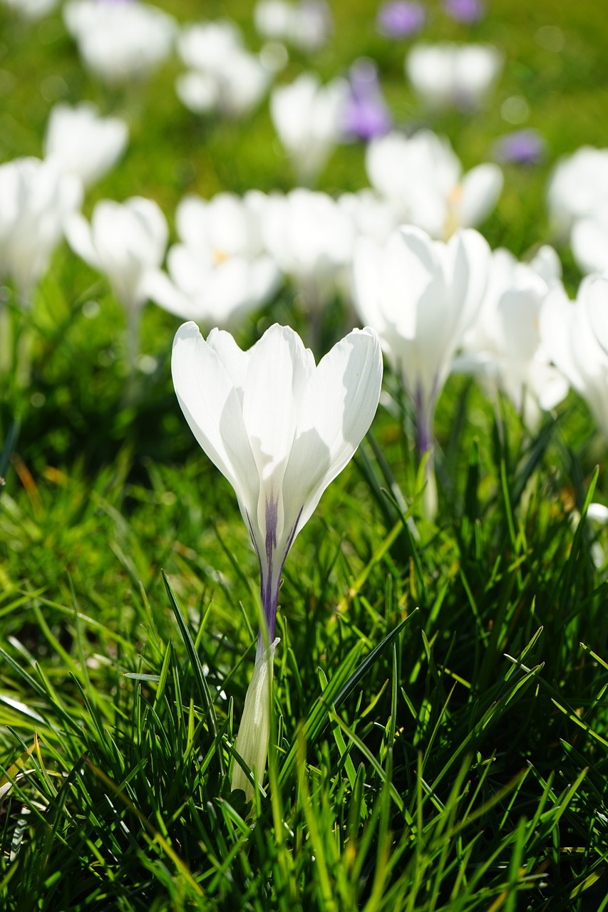 crocus flowers plant free photo