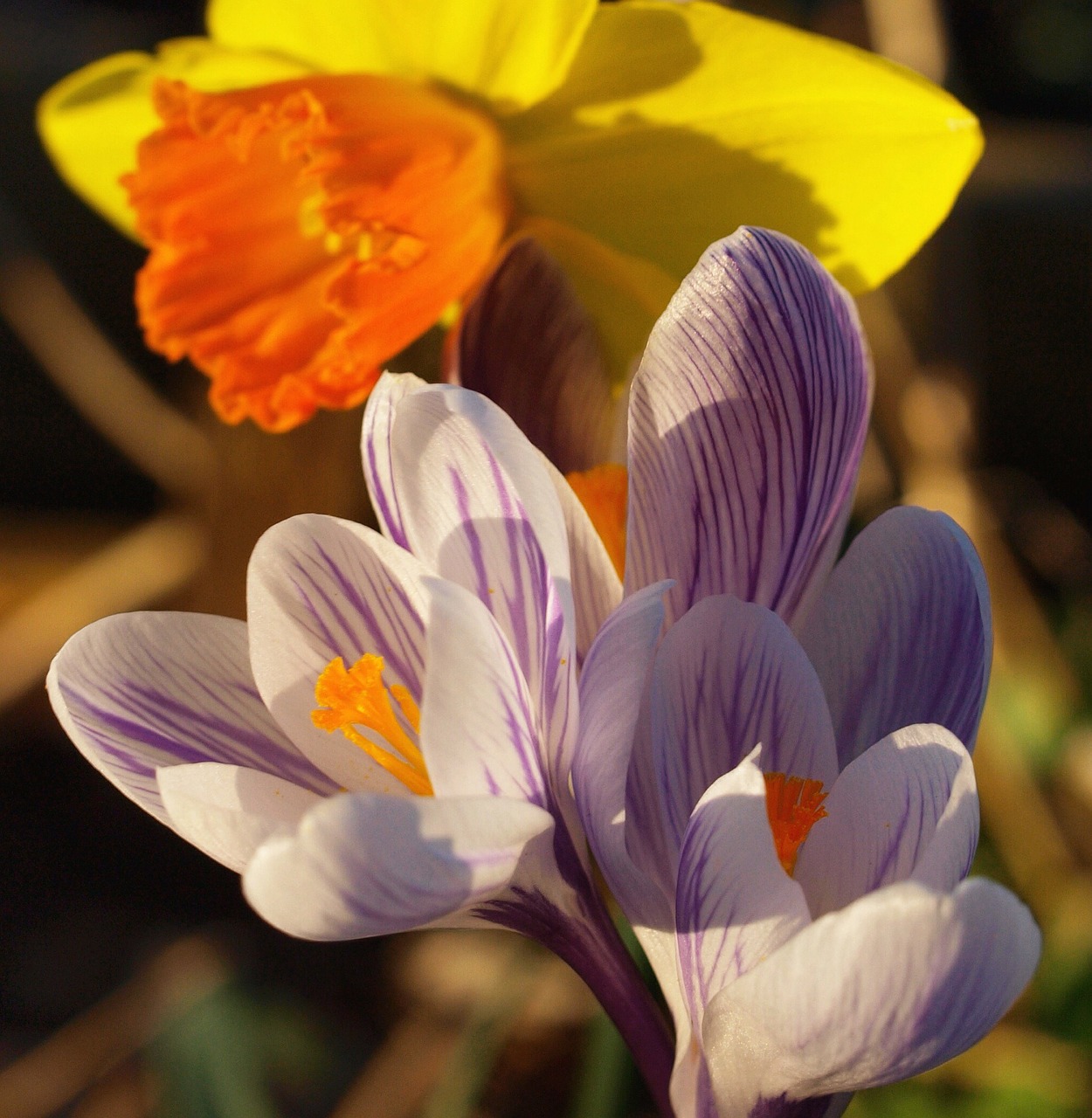 crocus lilac flower free photo