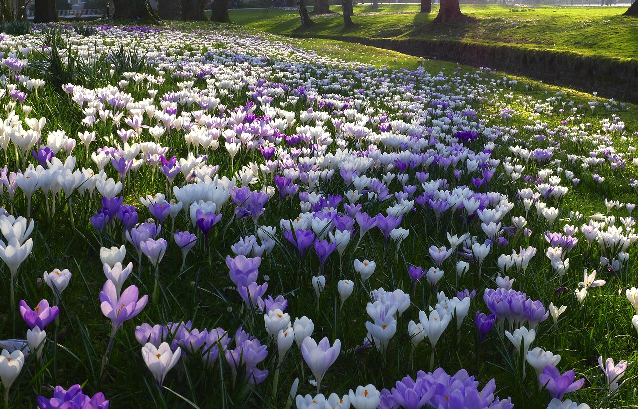 crocus flowers purple free photo