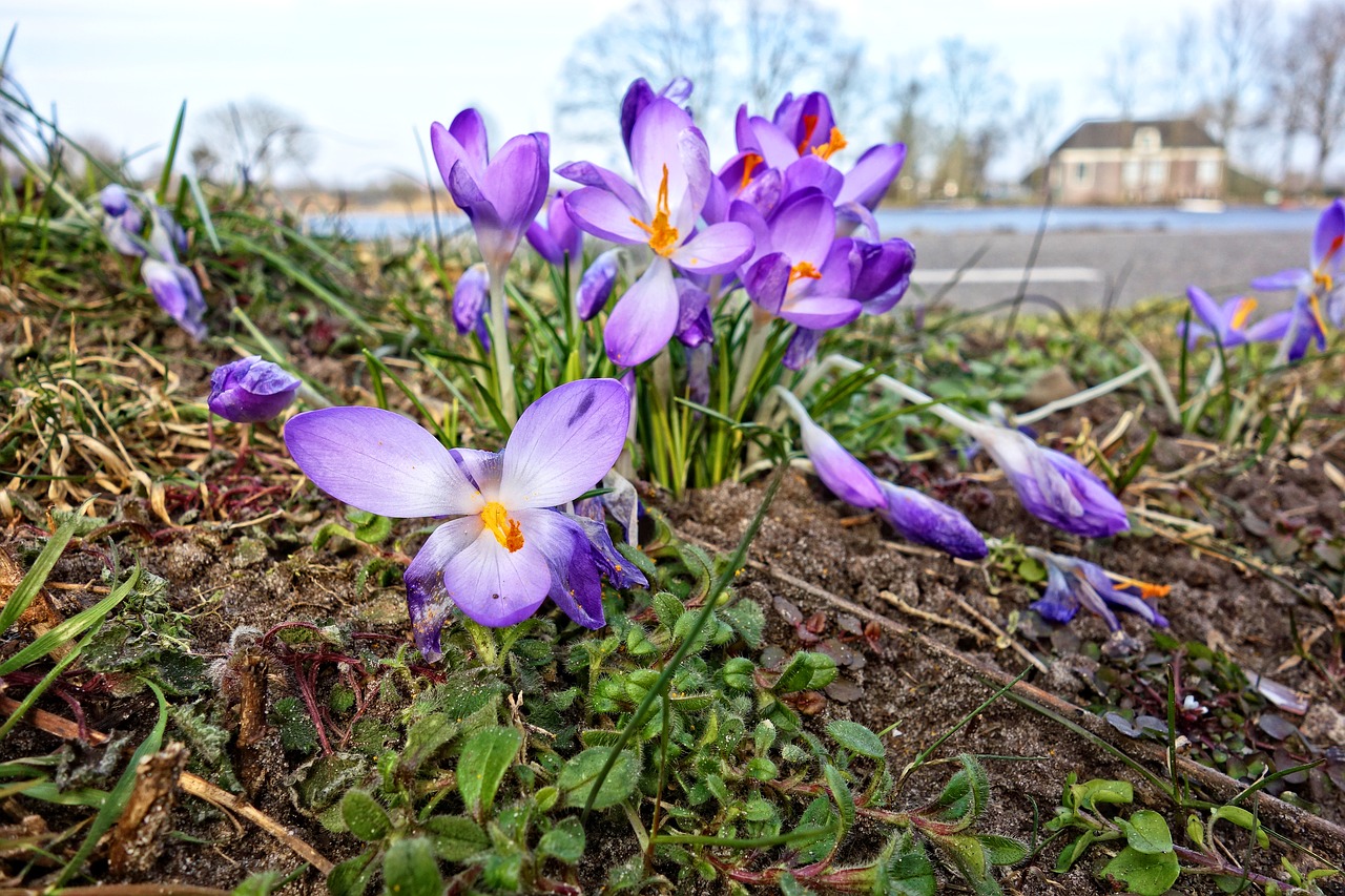 crocus flower plant free photo