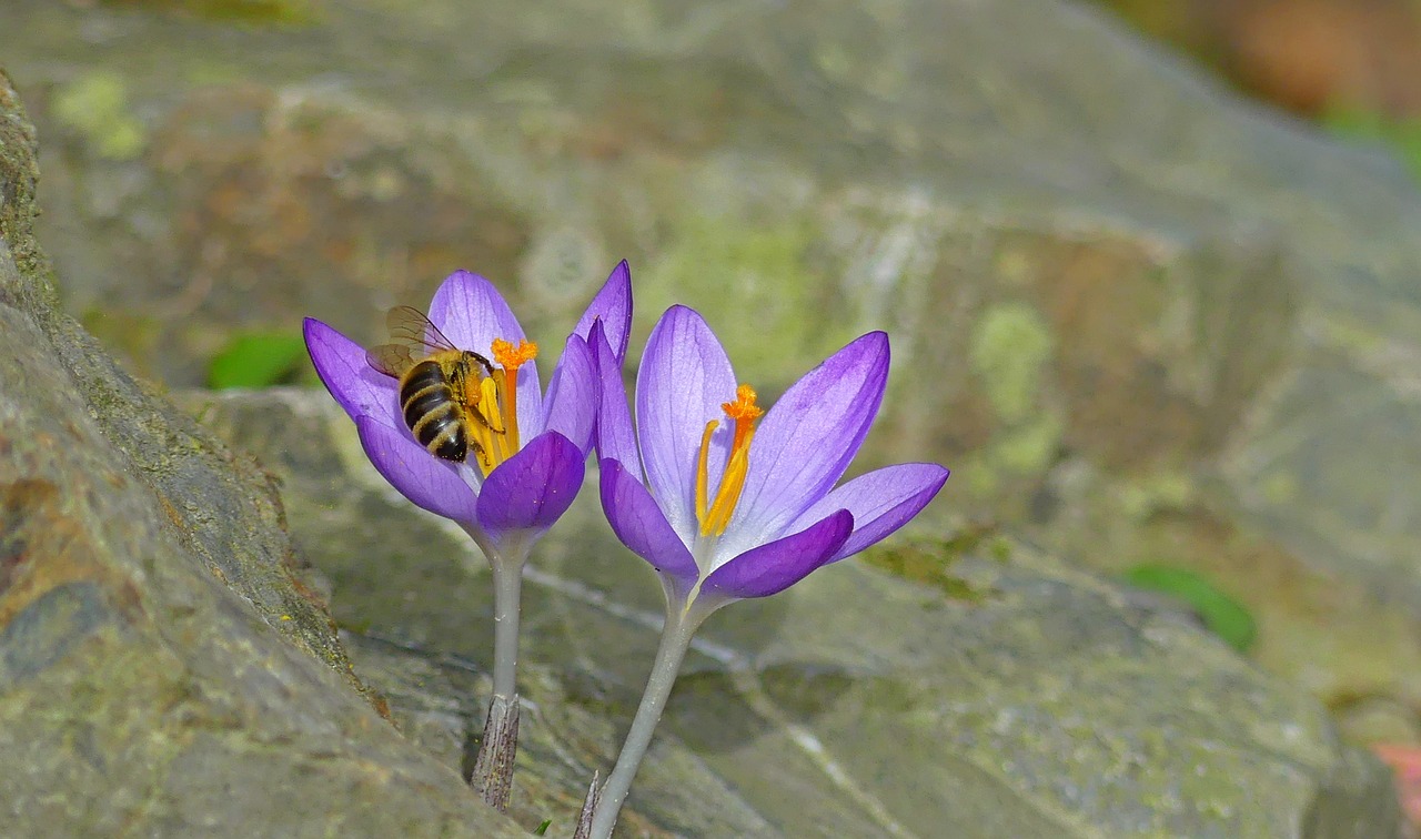 crocus spring bee free photo