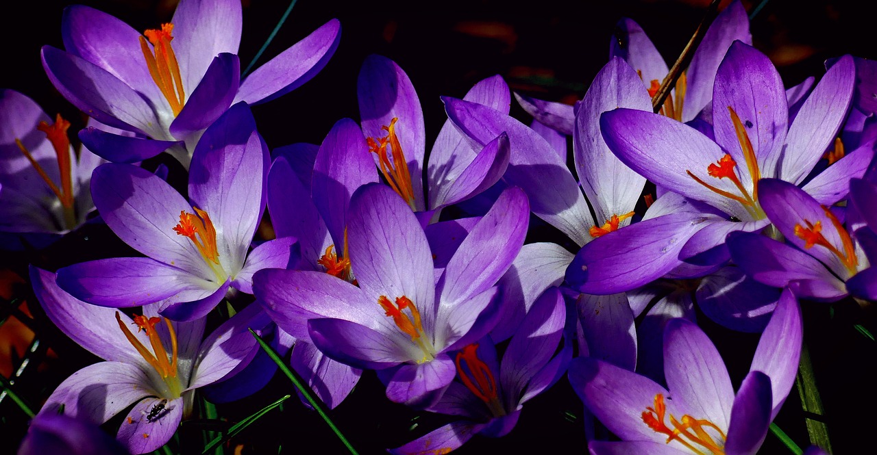 crocus spring nature free photo