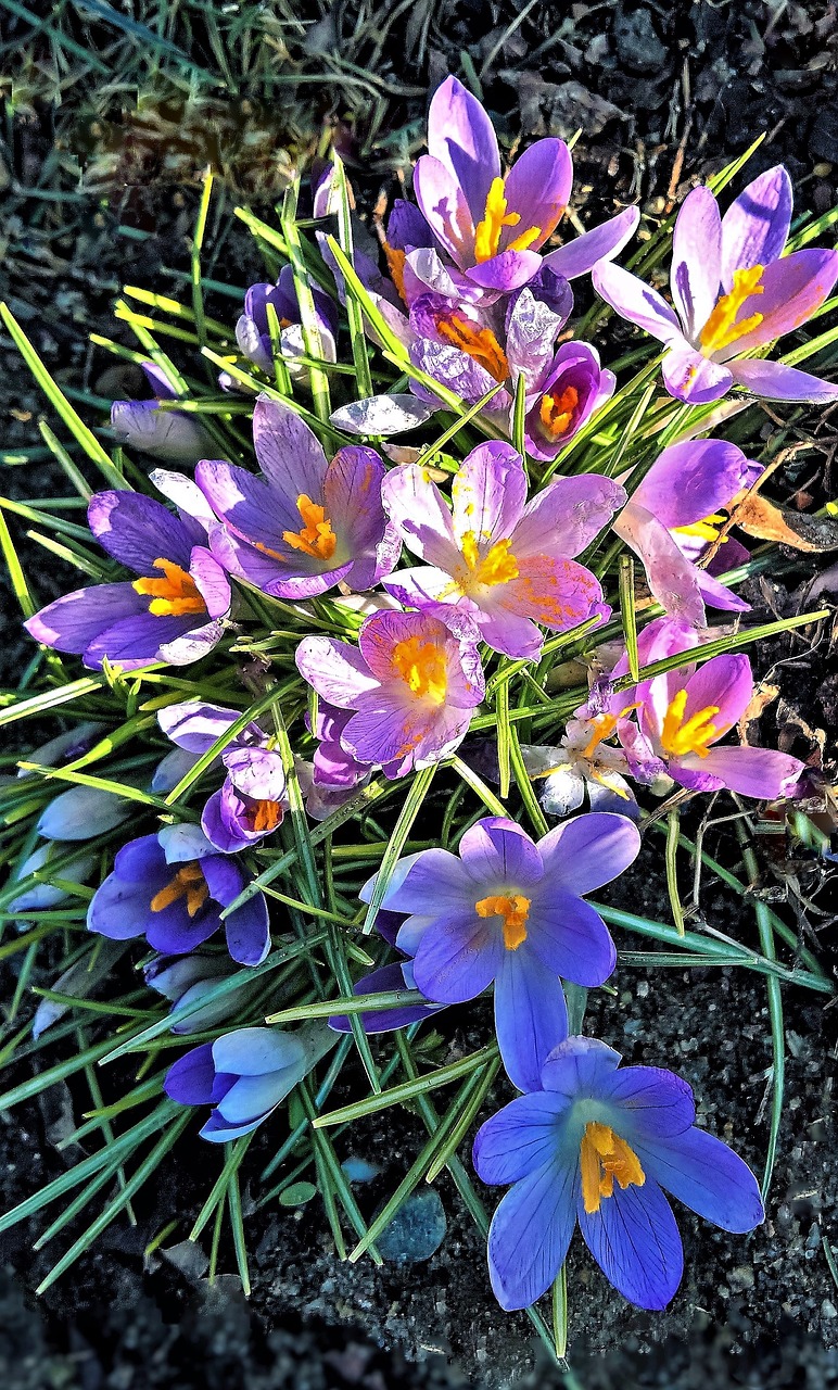 crocus spring flowers garden free photo