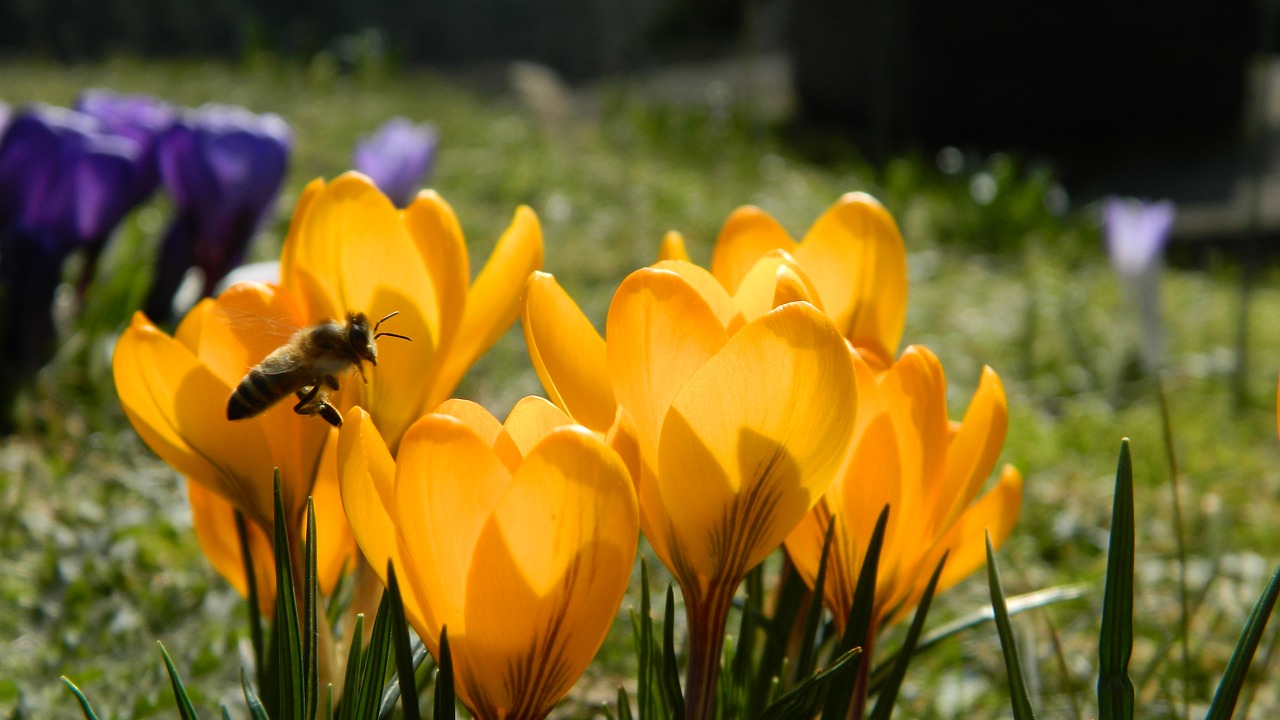 crocus yellow flower free photo