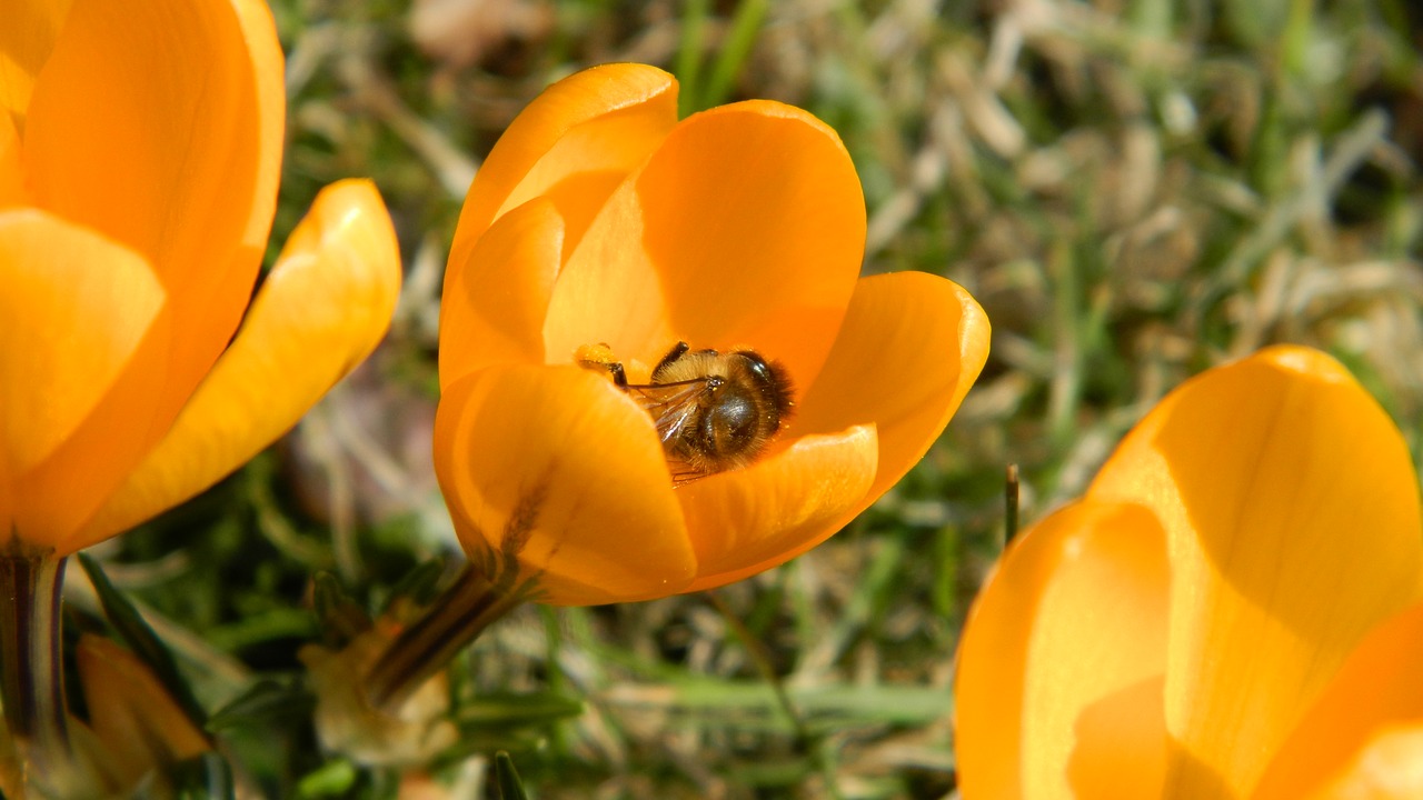 crocus yellow flower free photo