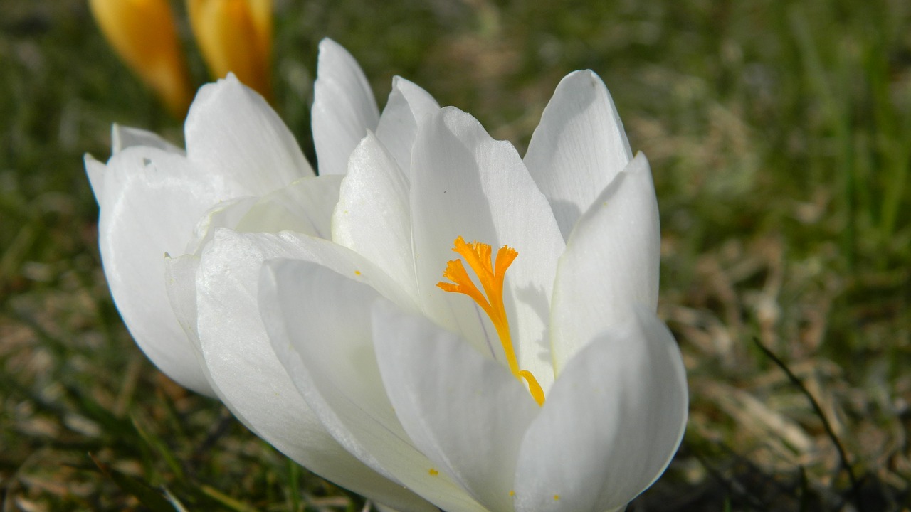 crocus white flower free photo