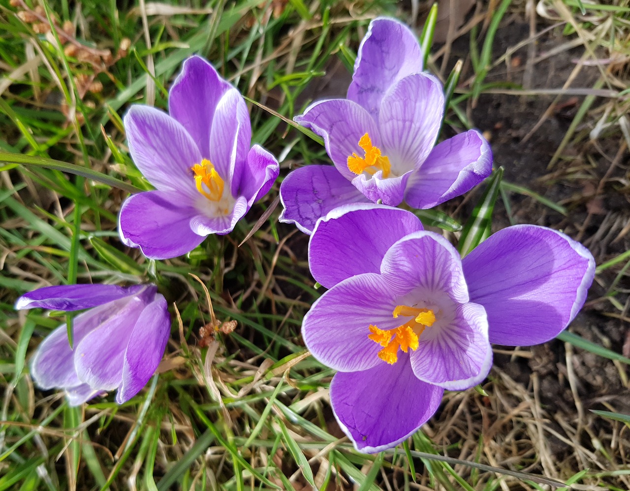 crocus flower nature free photo