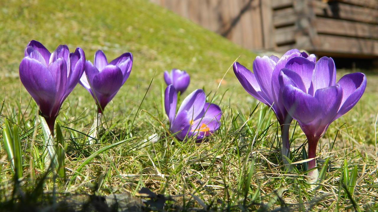 crocus purple flower free photo