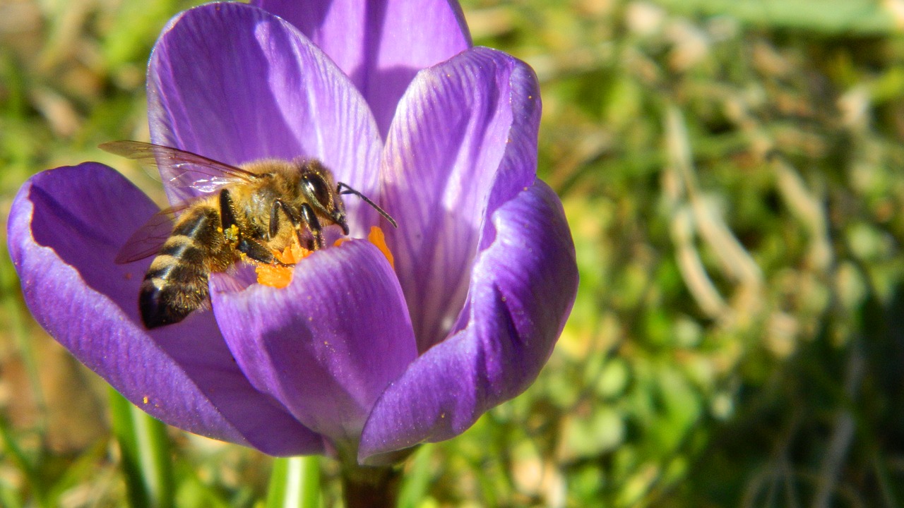 crocus purple flower free photo