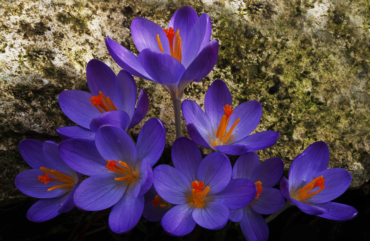 crocus spring flower schwertliliengewaechs free photo