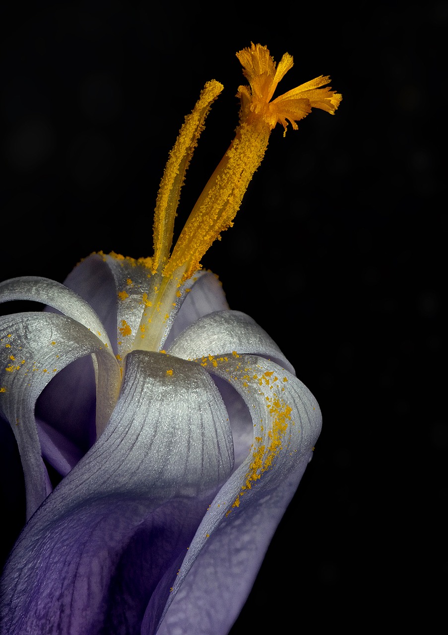 crocus nature close up free photo