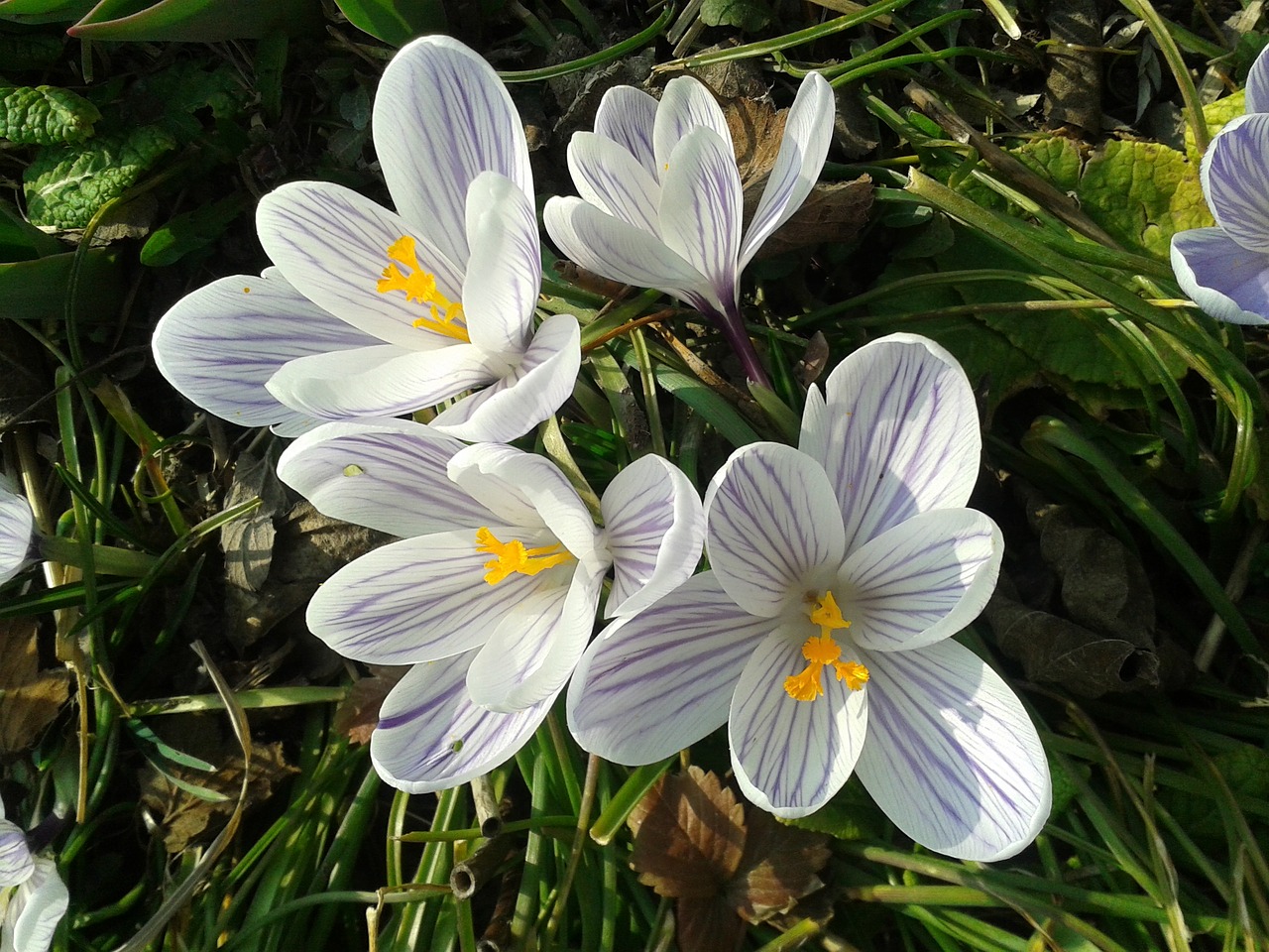 crocus flower nature free photo