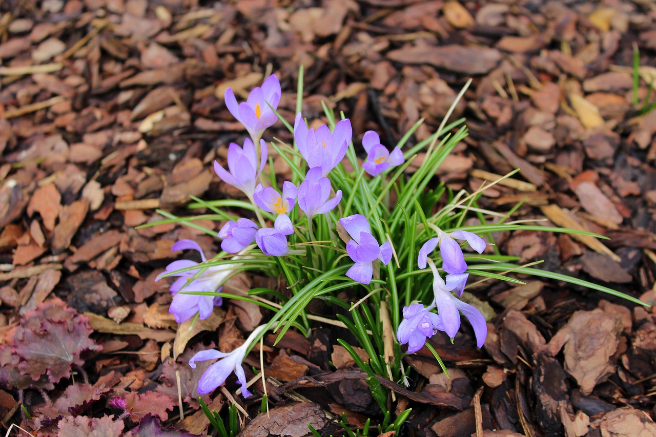 crocus nature plant free photo