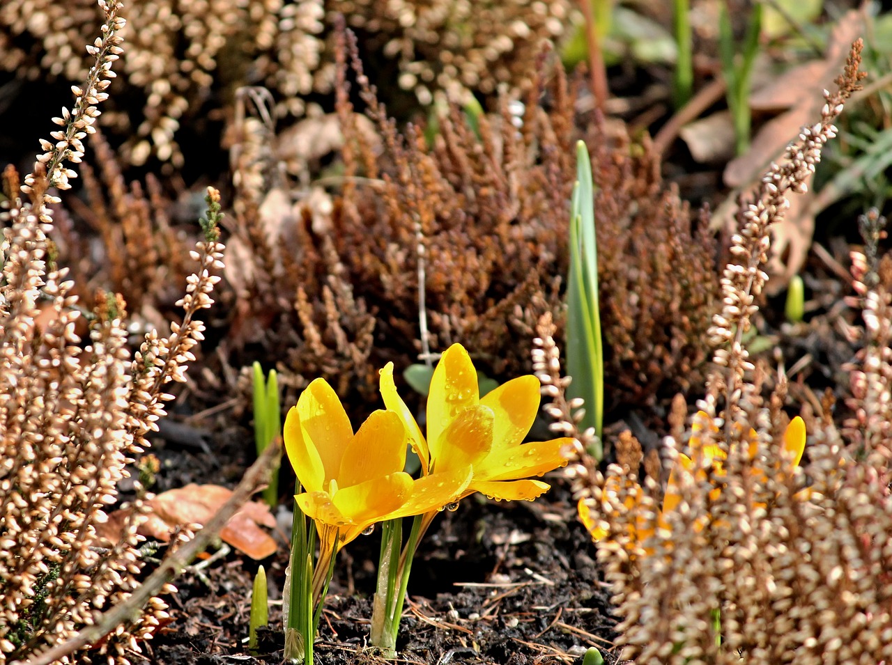 crocus yellow bud free photo