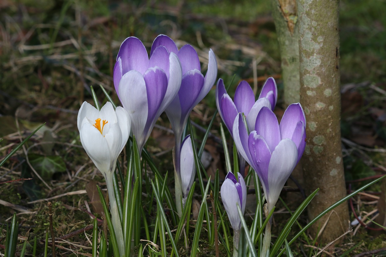 crocus nature flower free photo