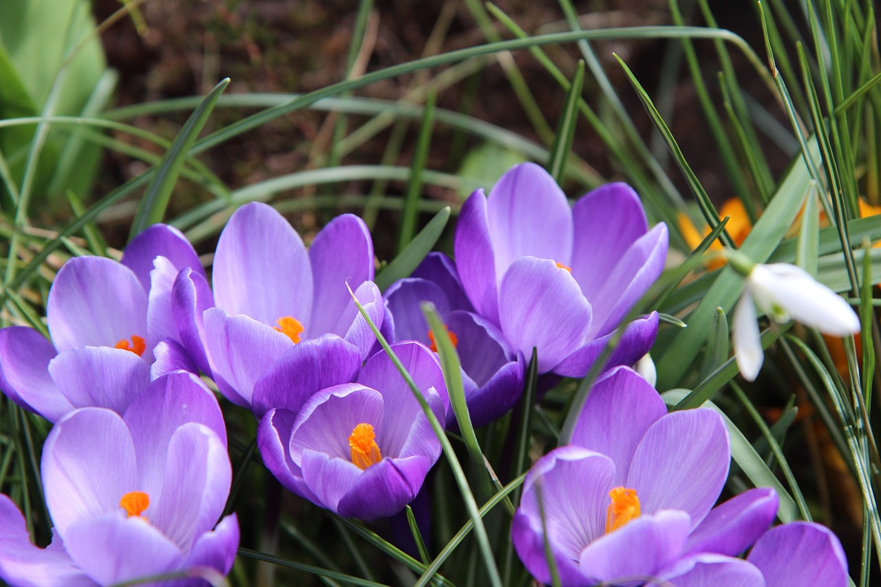 crocus violet flower free photo