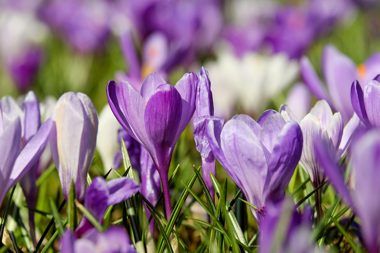 crocus flower blossom free photo