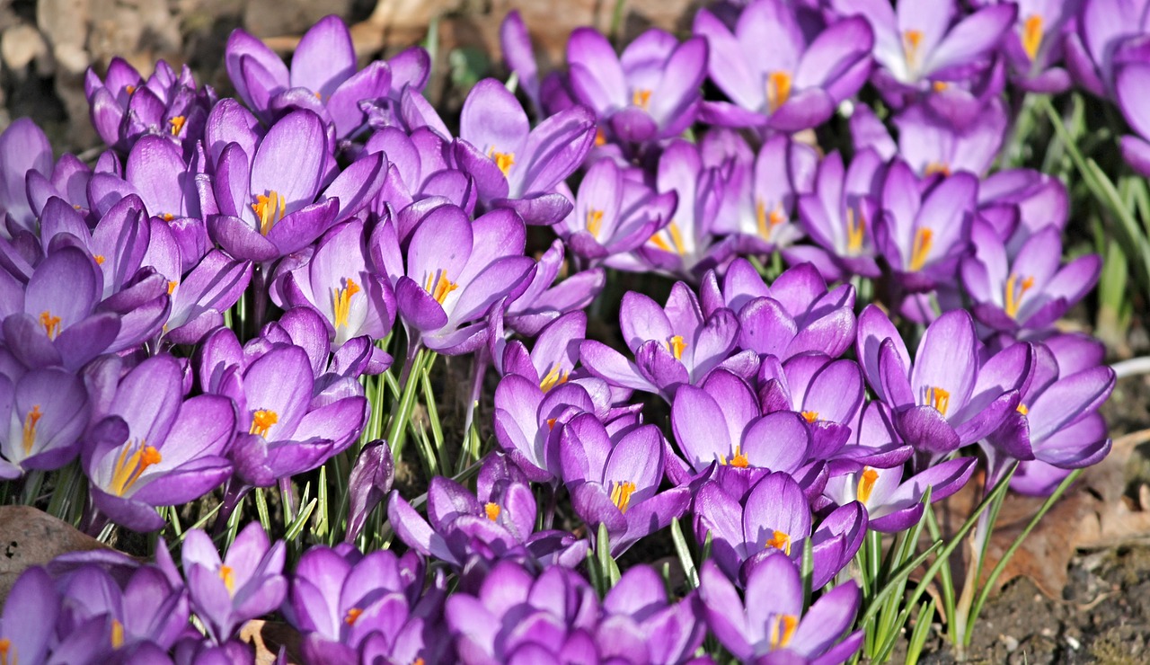 crocus crocus flowers spring free photo