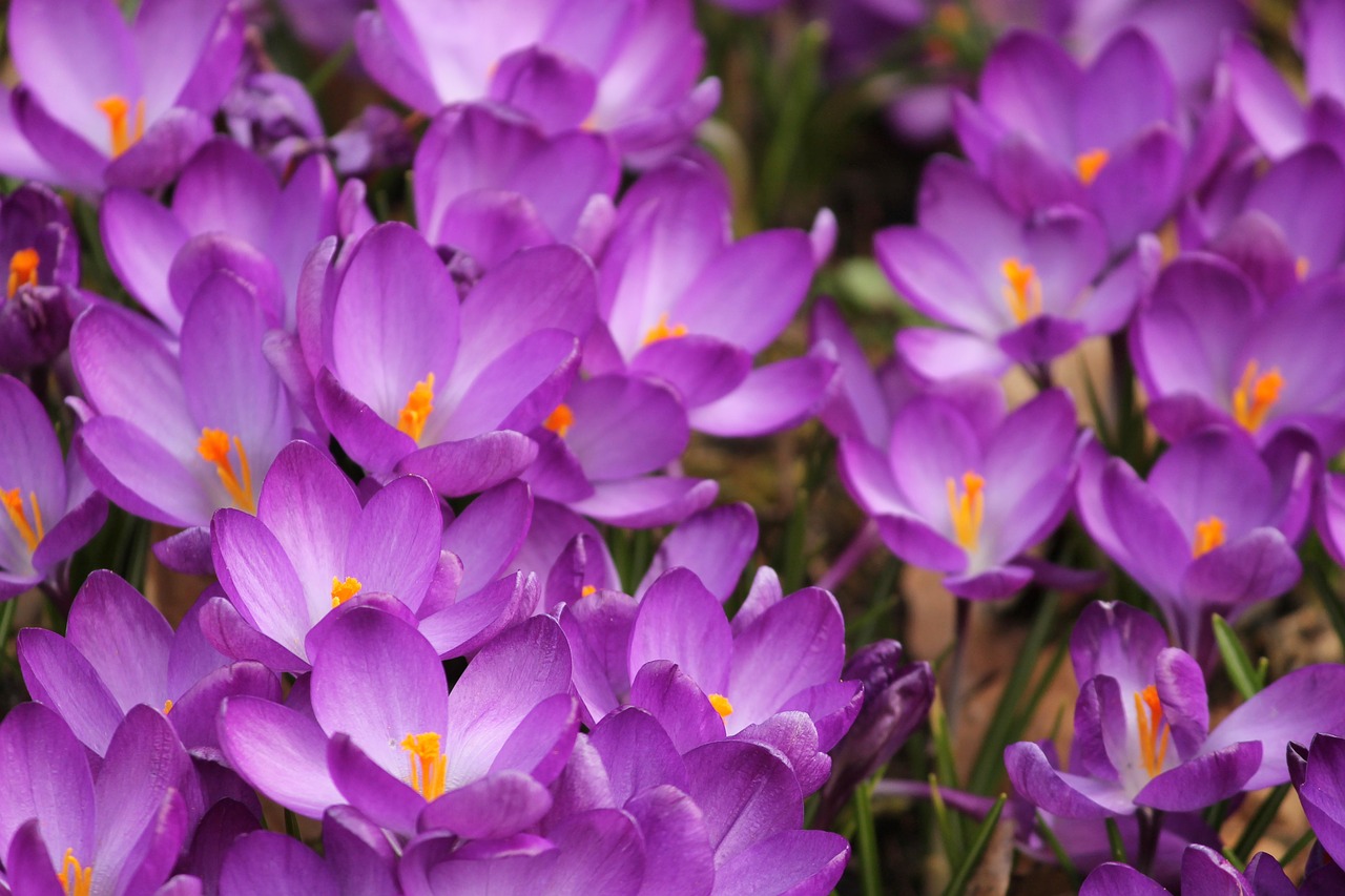 crocus crocus flowers spring free photo