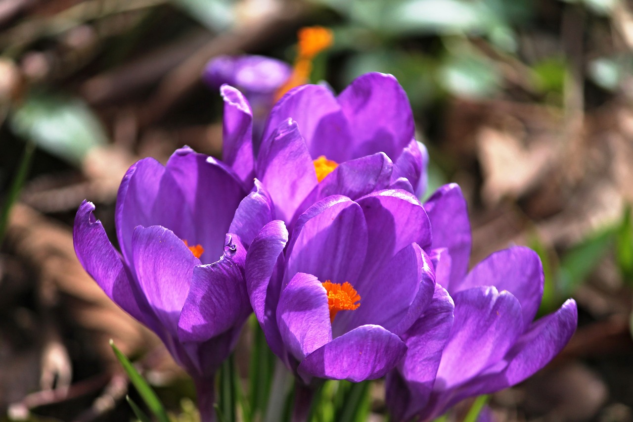 crocus crocus flowers spring free photo