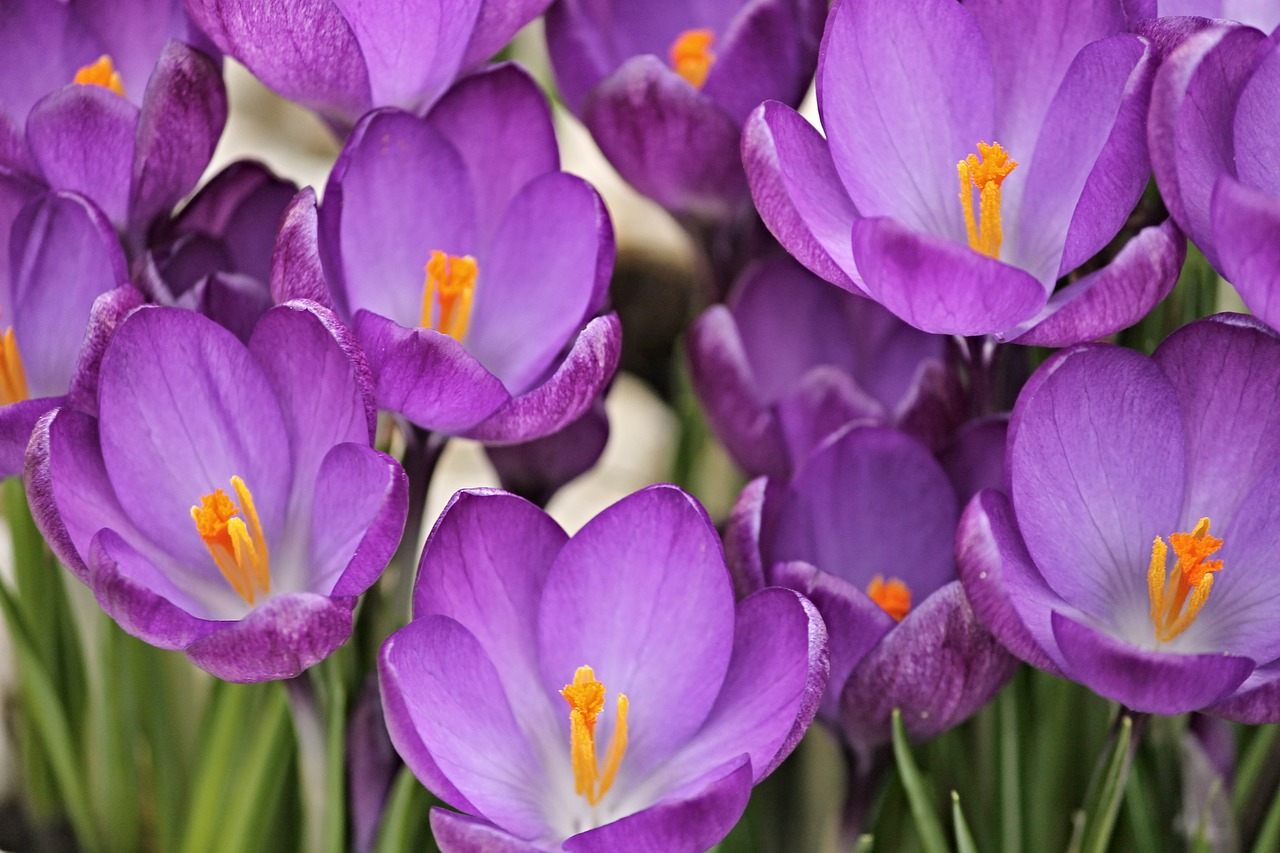 crocus crocus flowers spring free photo