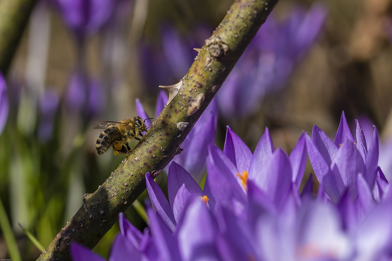 crocus bee insect free photo