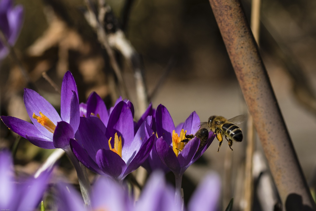 crocus bee insect free photo