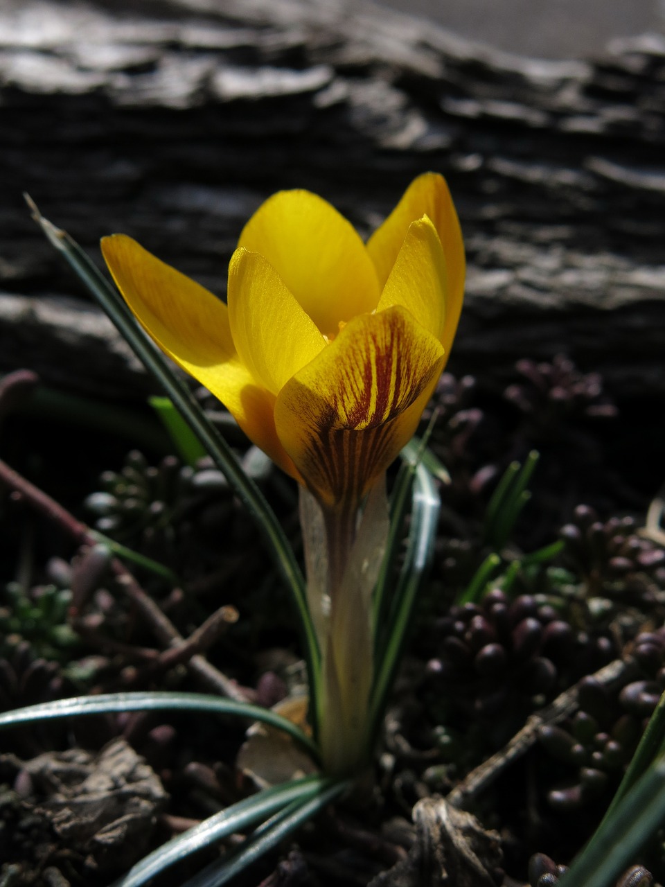 crocus early bloomer spring flower free photo