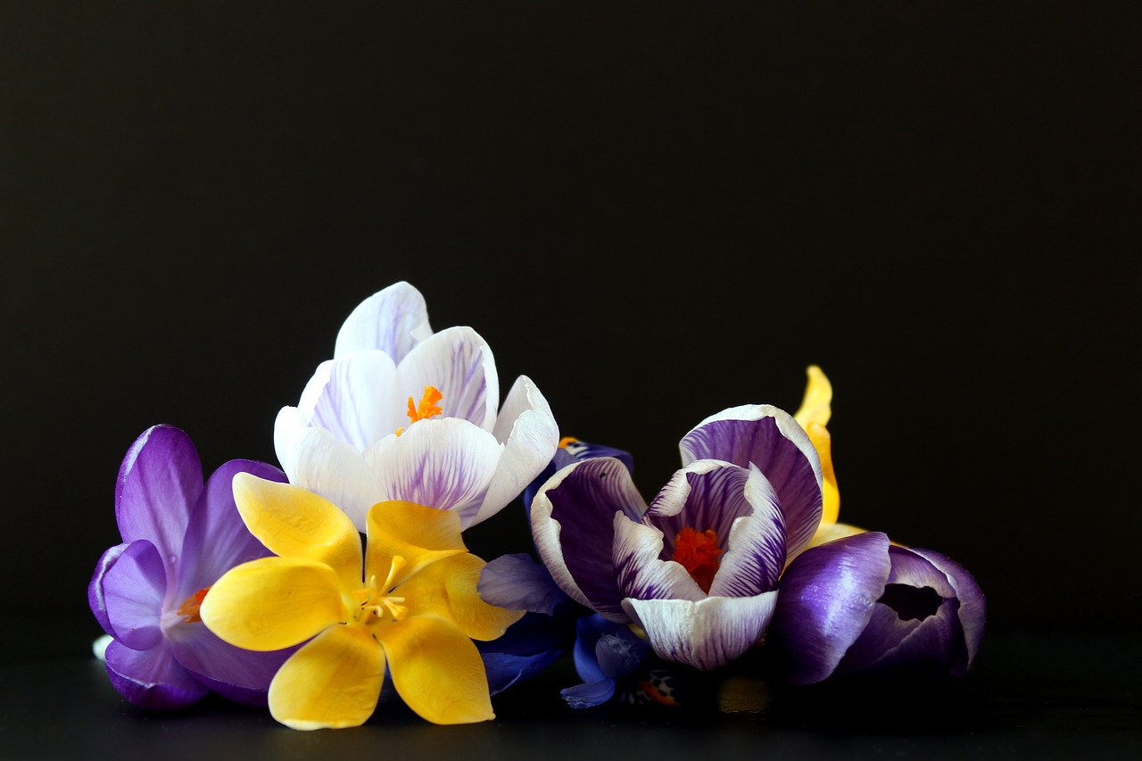 crocus early bloomer spring free photo