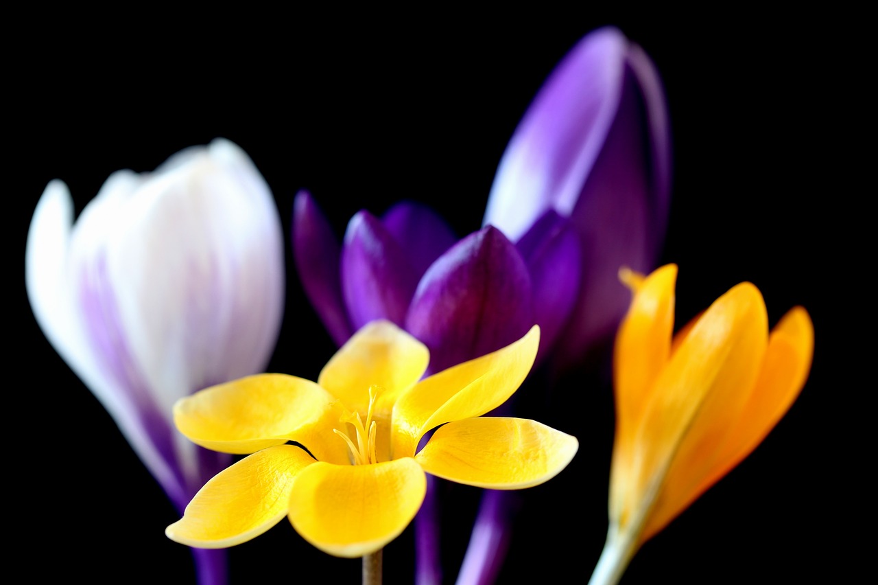 crocus flower nature free photo